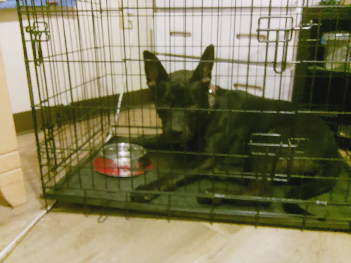 Avatar of My evil little girl, Bully. Yas I named her that cuz she bullies me every day 💀