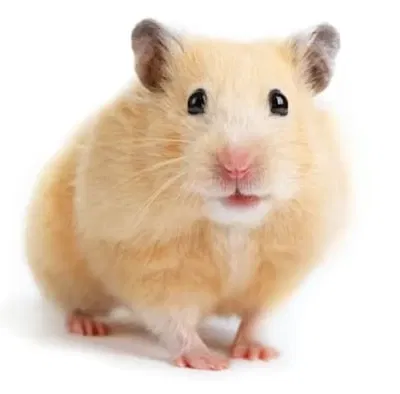 Avatar of Hamster TF