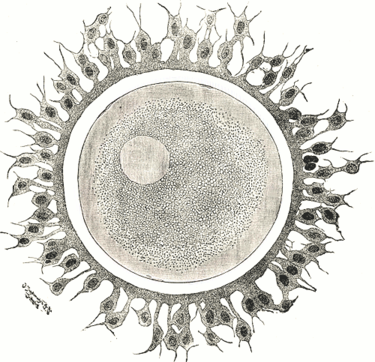 Avatar of Ovum