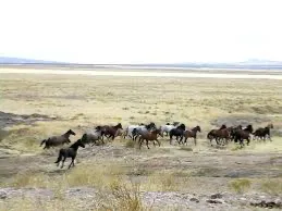 Avatar of Horse Herd RPG