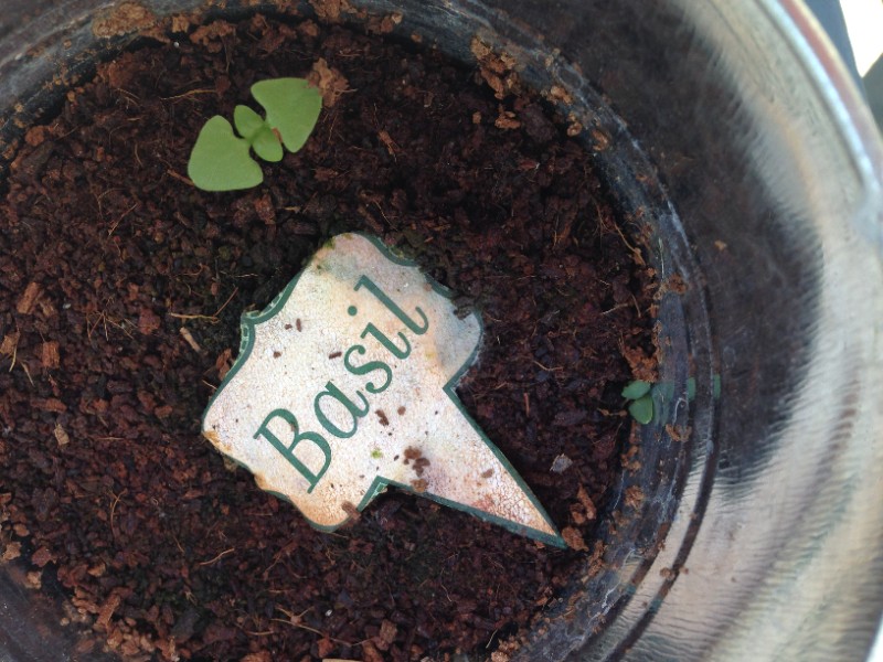 Avatar of Basil
