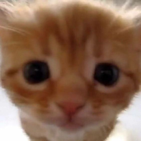 Avatar of un gato.