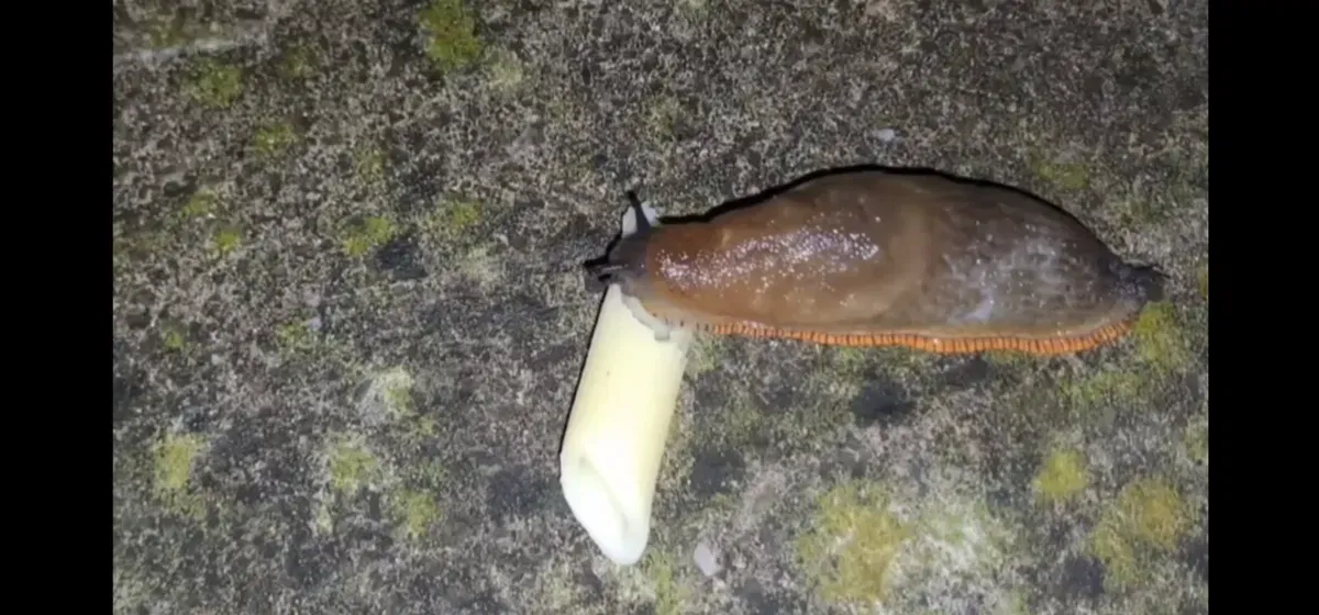 Avatar of a slug that eats pasta