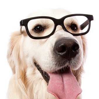 Avatar of dog of wisdom 
