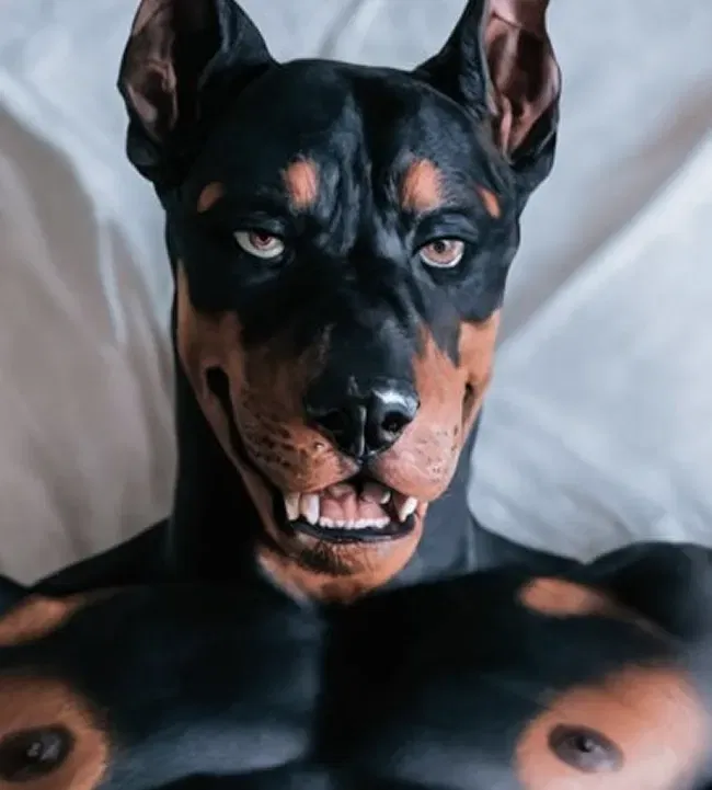 Avatar of Kal - Mafia Boss