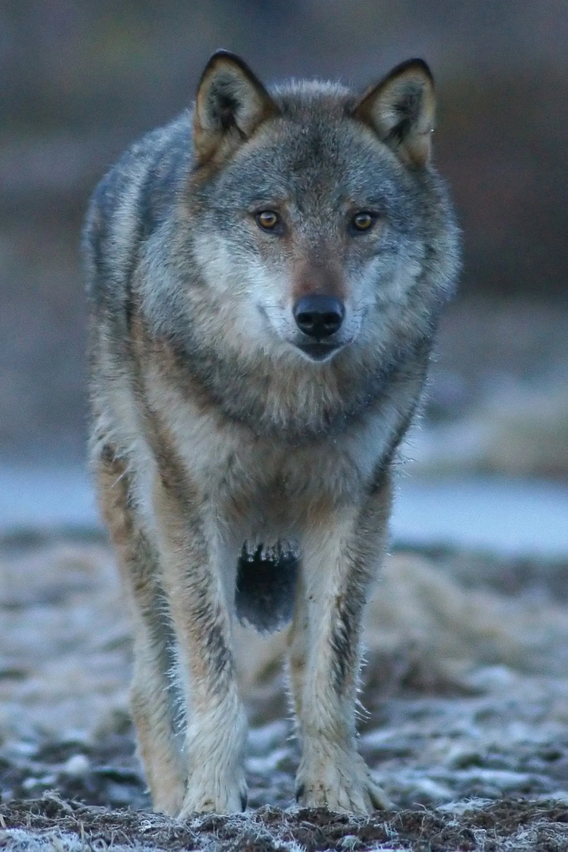 Avatar of Wolf