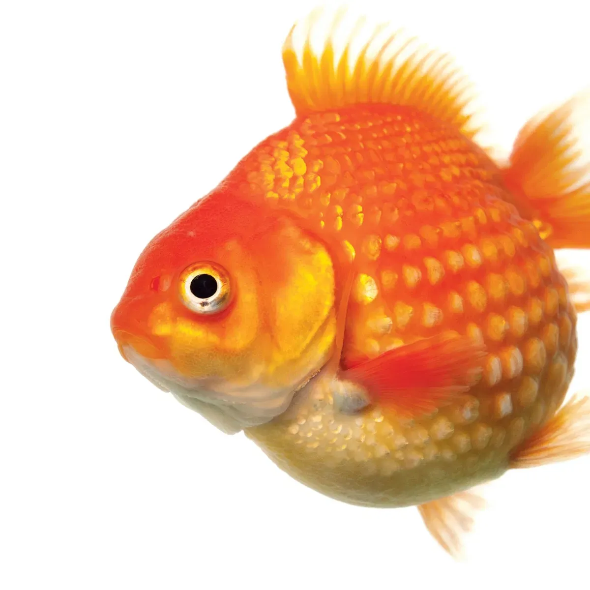 Avatar of Goldfish 