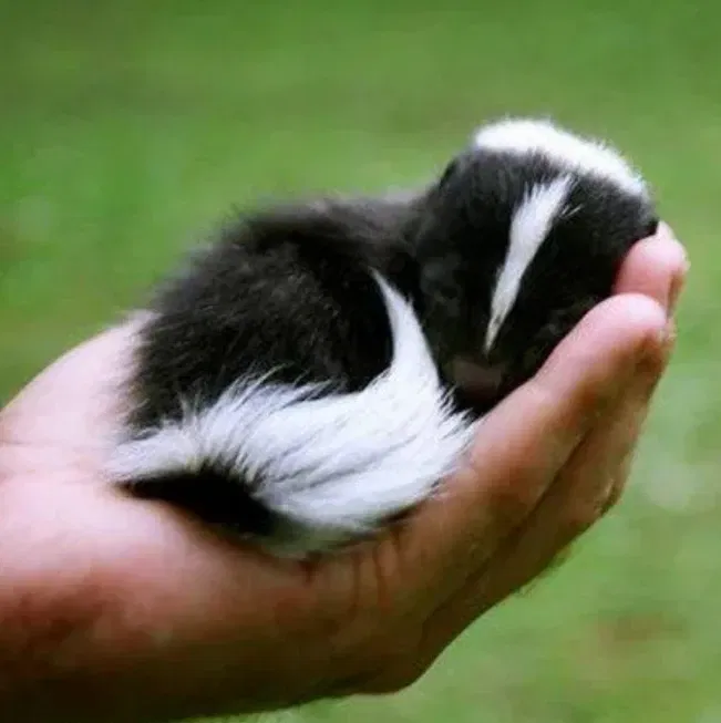 Avatar of Your little skunk pet