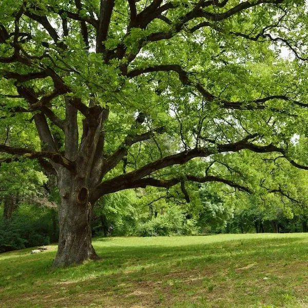 Avatar of Oak Tree