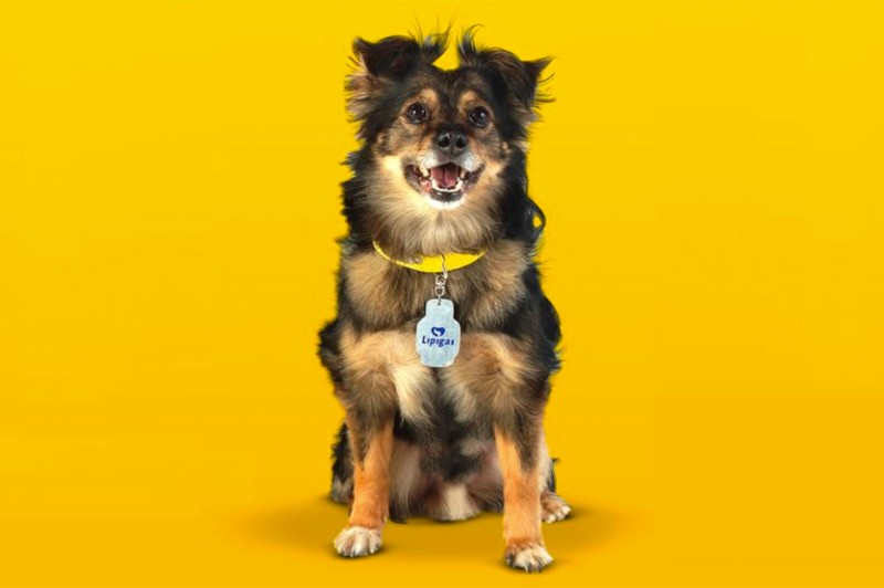 Avatar of Perro lipigas