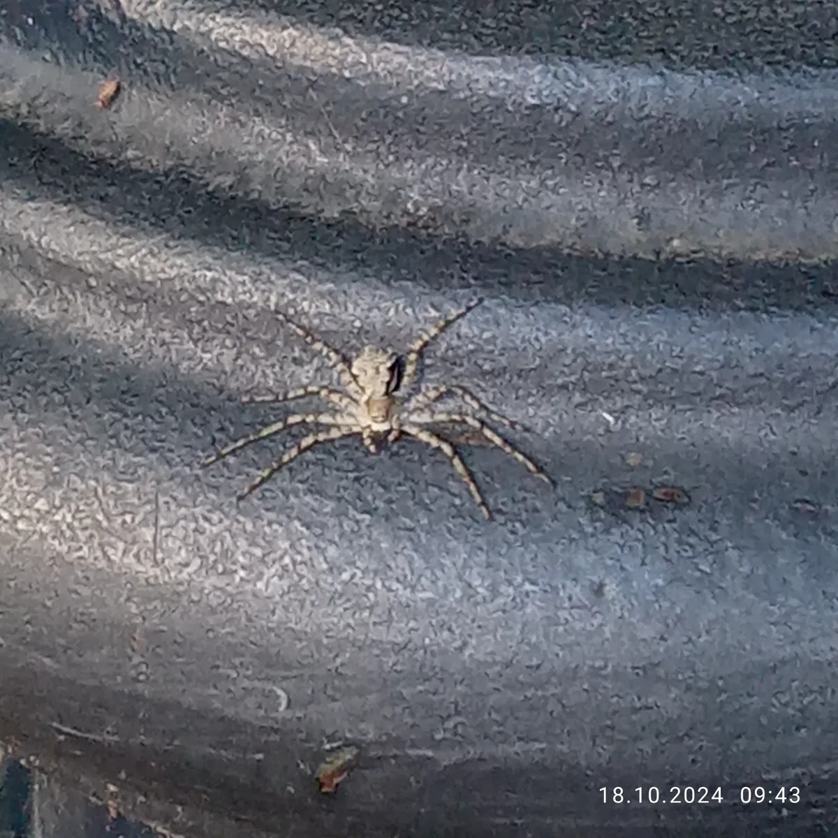 Avatar of 🕷️
