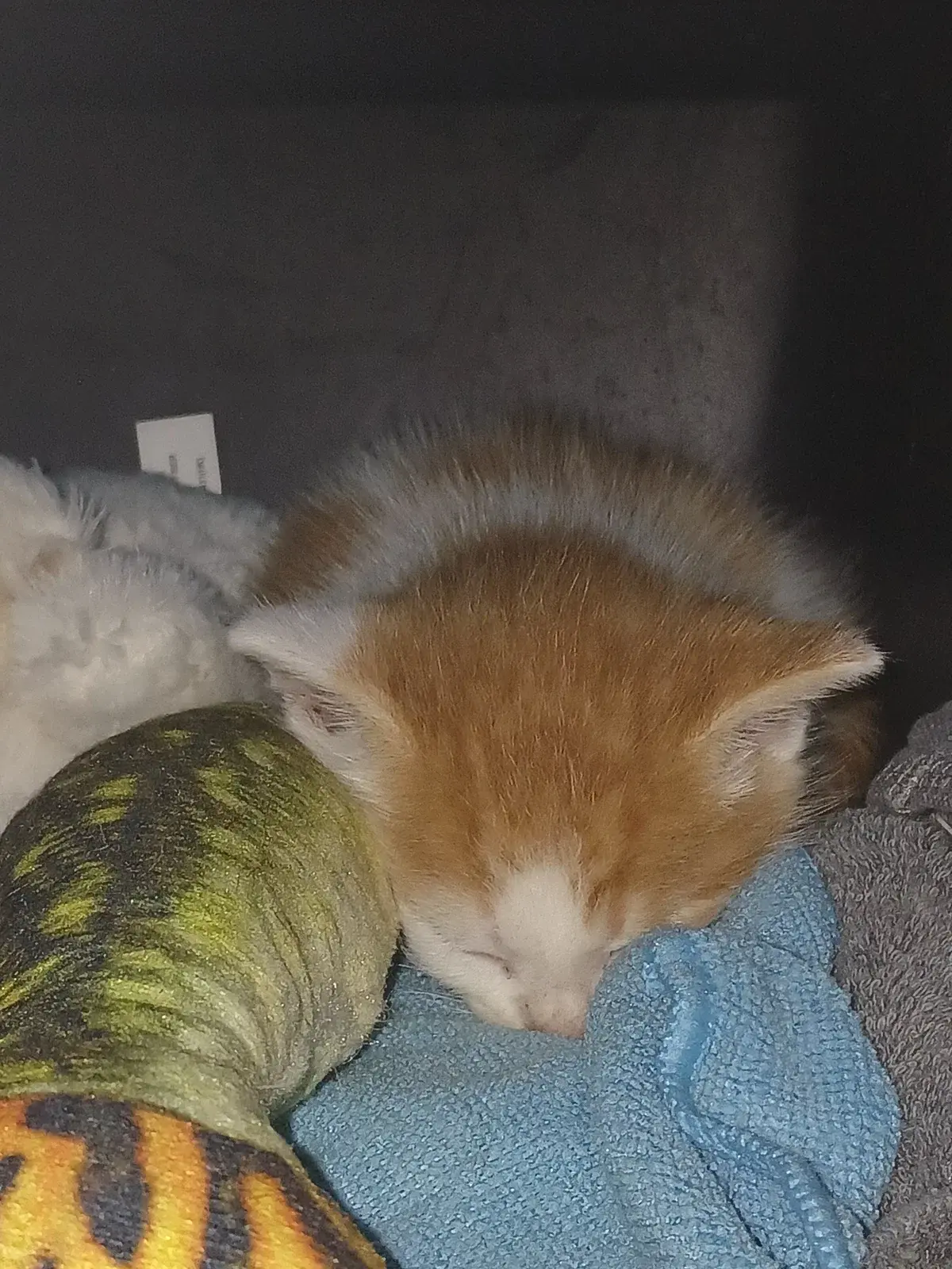 Avatar of Kitty.