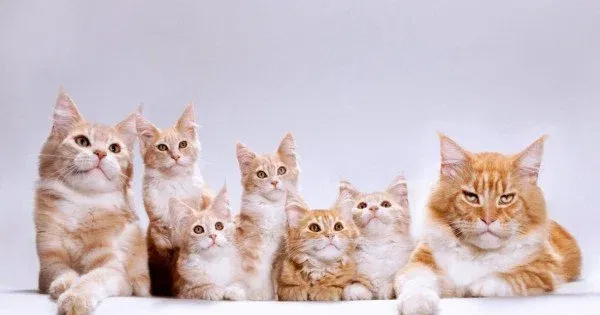 Avatar of Cat RPG