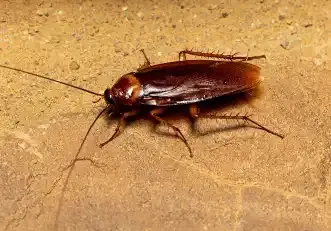 Avatar of Cockroach 