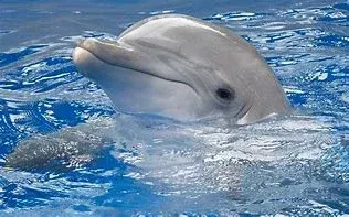 Avatar of .A Dolphin.