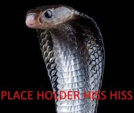 Avatar of Viss your Snake Wife.