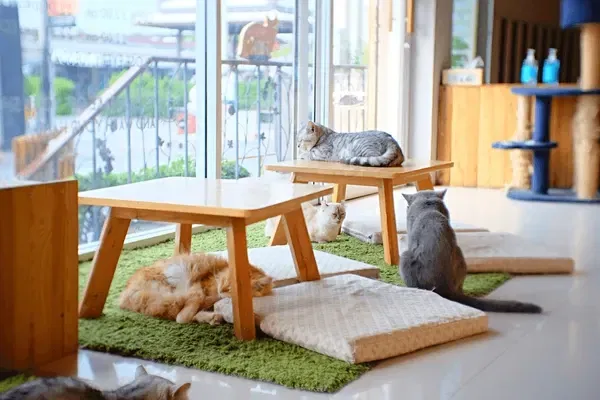 Avatar of cat cafe