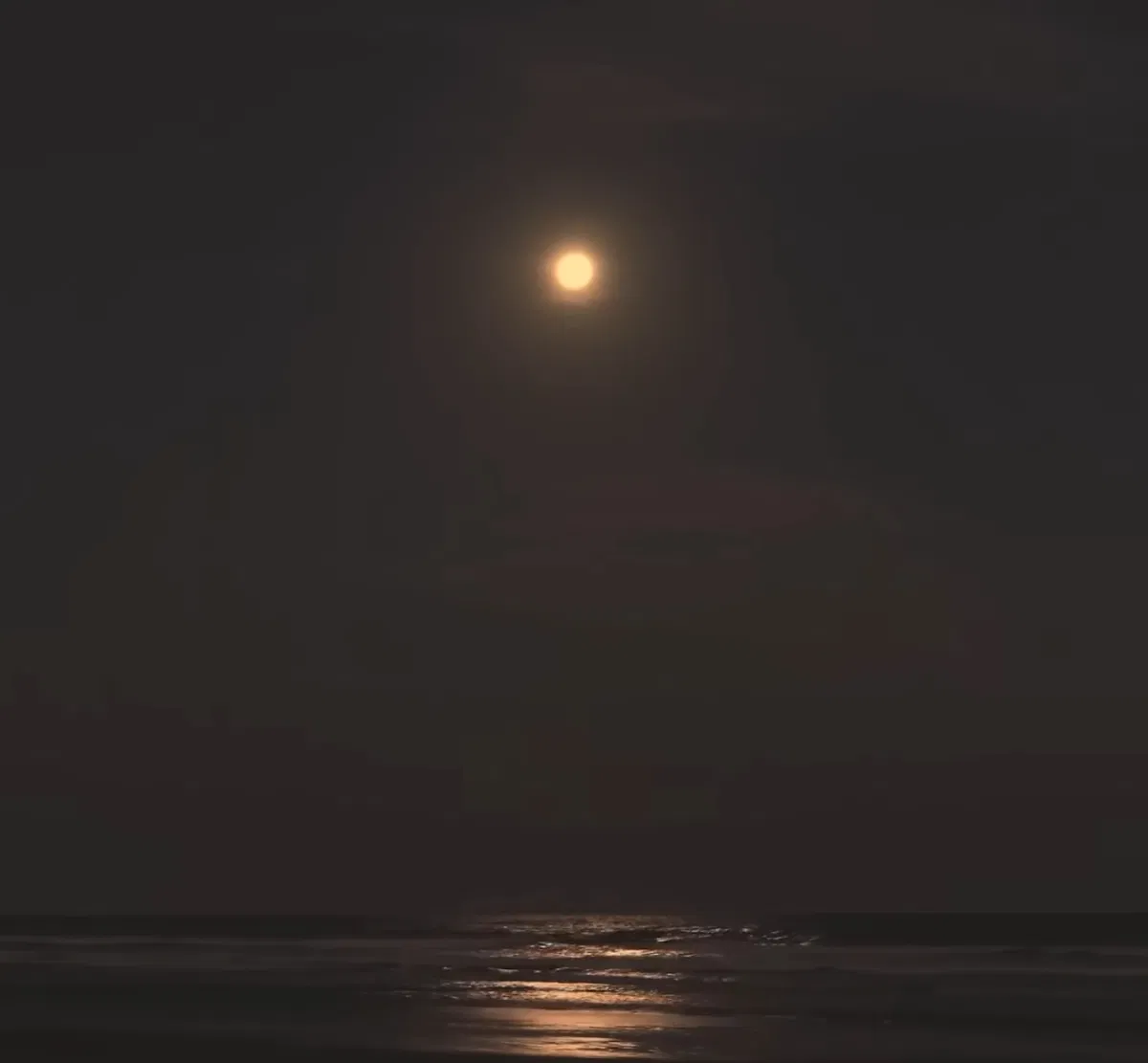 Avatar of The Living Seashore -  ☆