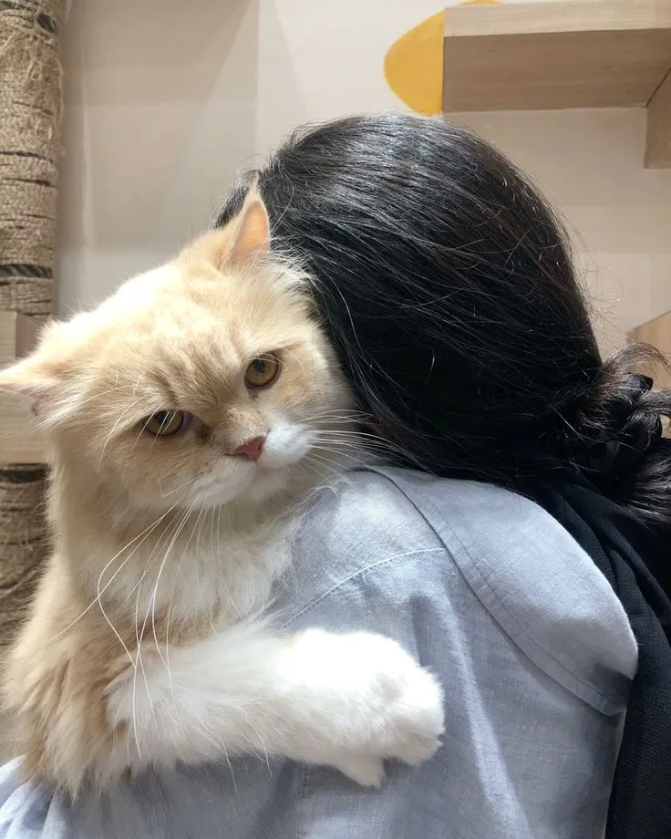 Avatar of Your cat