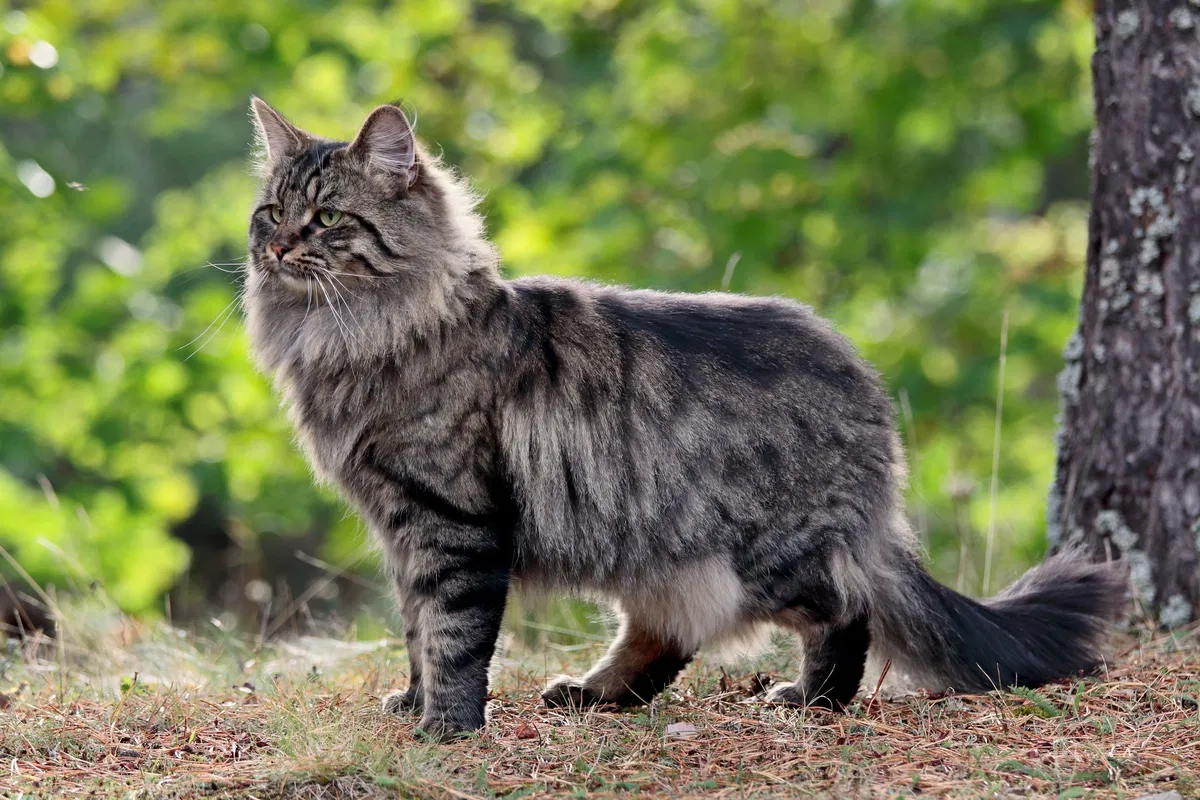 Avatar of Reincarnated as an animal.