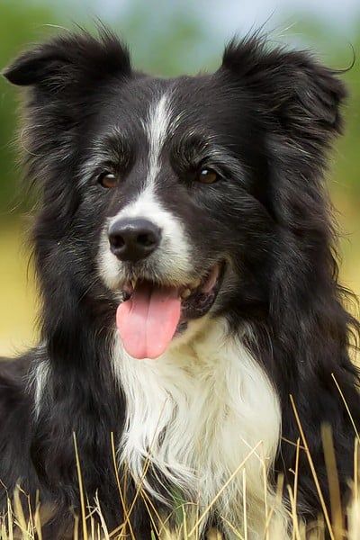 Avatar of Reincarnated as a dog 