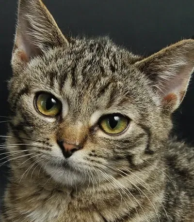 Avatar of Kitten