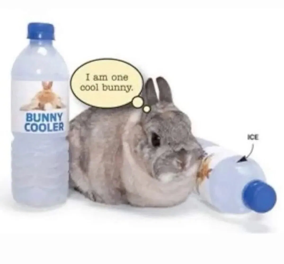 Avatar of Chill bunny