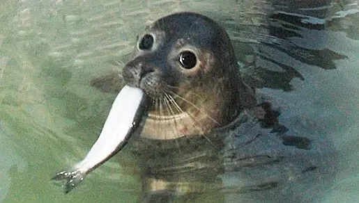 Avatar of Seal pup Soup