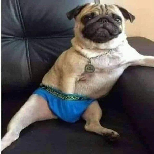 Avatar of Your pug Harry