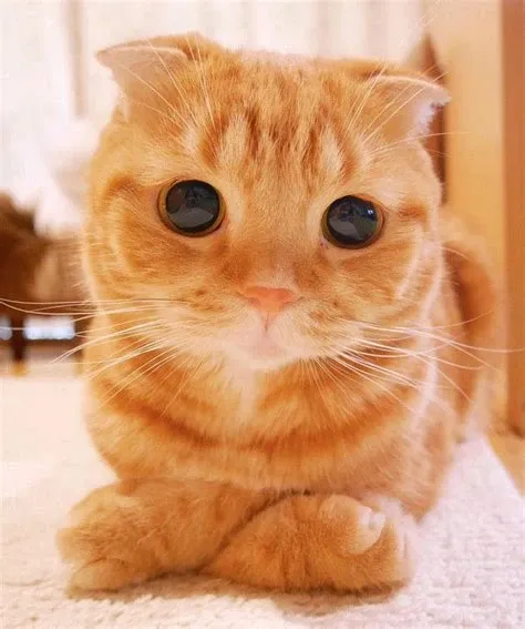 Avatar of your hacker friend 