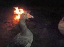 Avatar of Goose