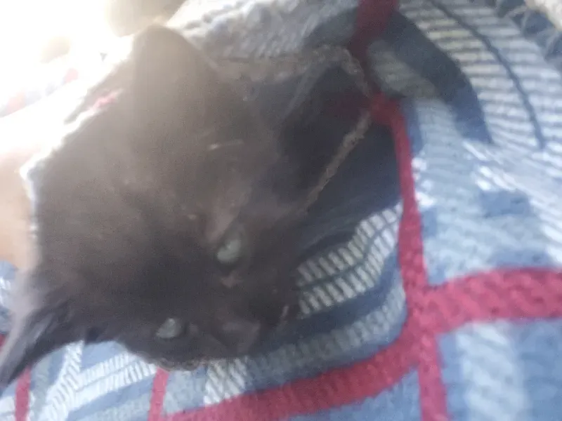 Avatar of Cat.