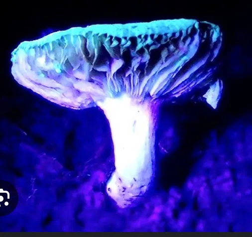 Avatar of Asterophora Lycoper