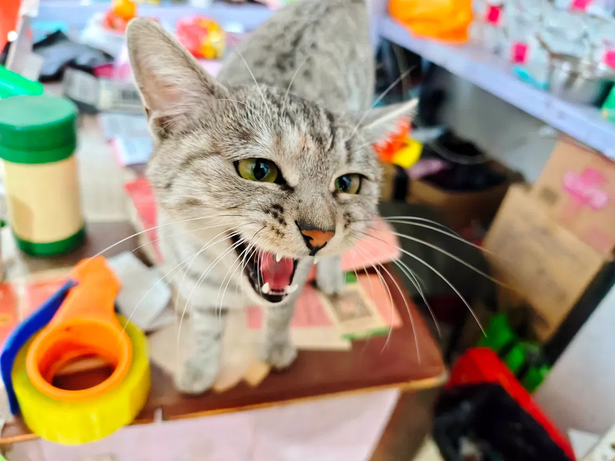 Avatar of Meow, meow.