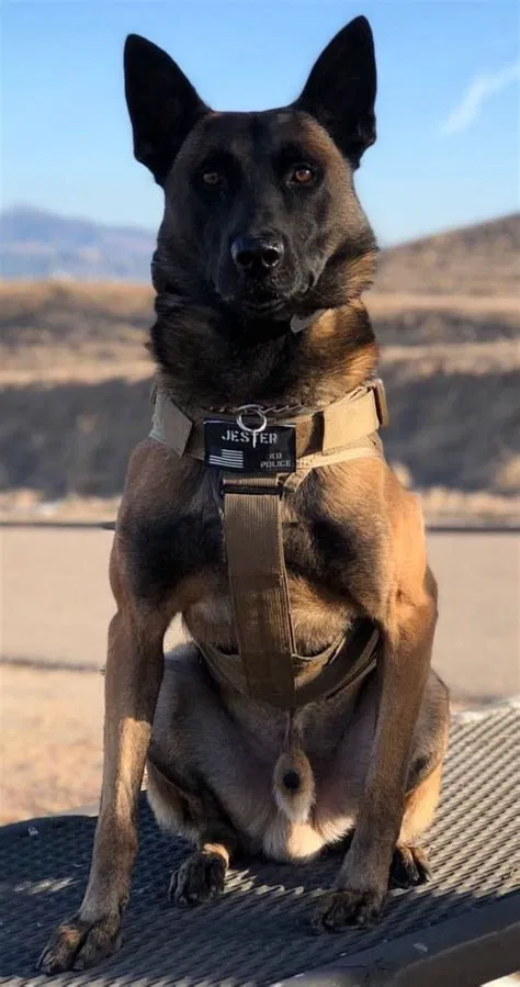Avatar of RookieGazxFreshlyTrainedK9User