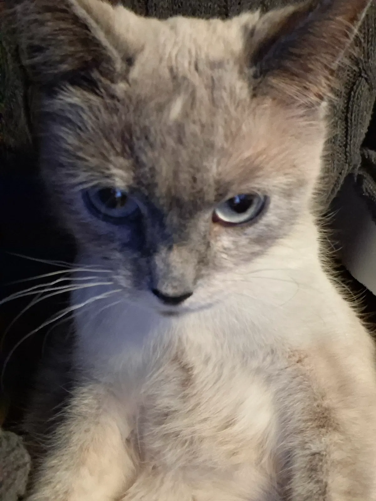 Avatar of GRAAAH 