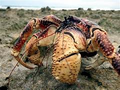 Avatar of Coconut Crab