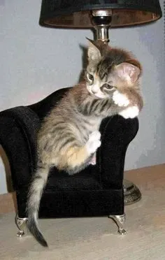 Avatar of Micho (cat therapist)