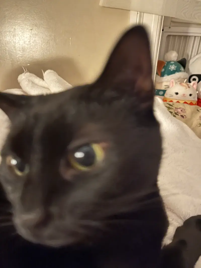 Avatar of Black cat