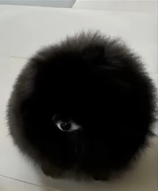 Avatar of Dog