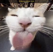 Avatar of Silly kitty