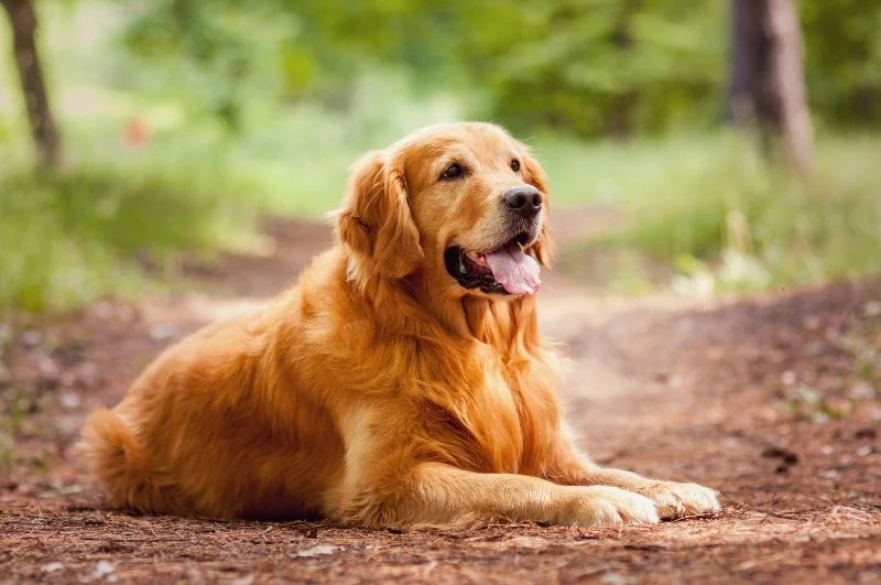 Avatar of Dog