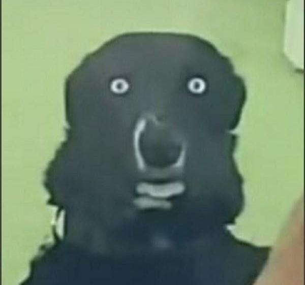 Avatar of Dog