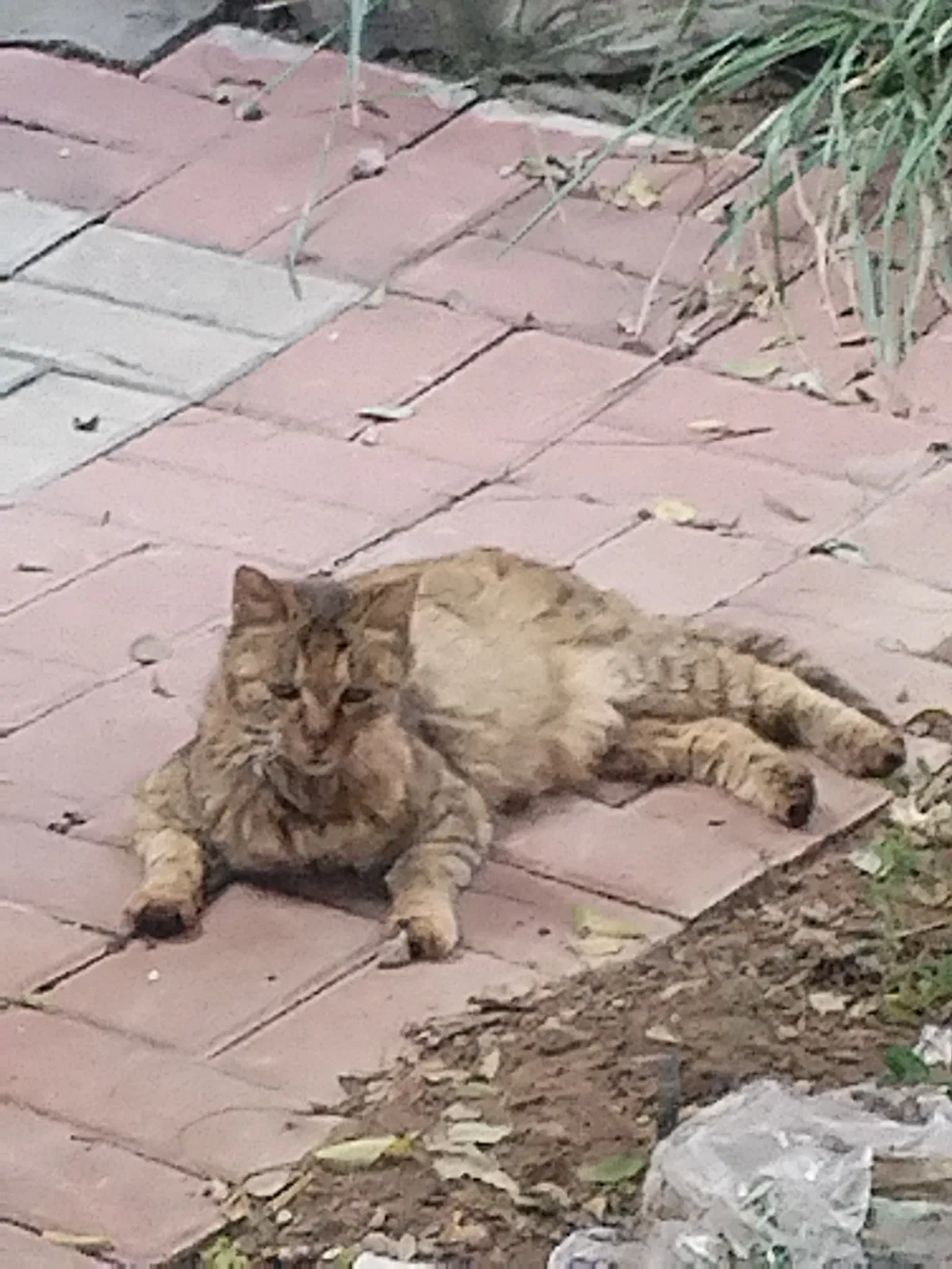 Avatar of Leisure kitten.