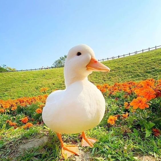 Avatar of Duck Flock