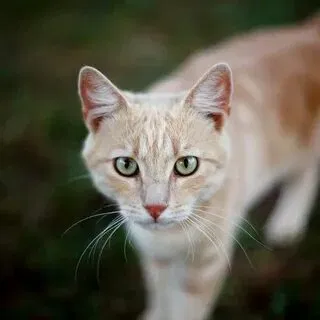 Avatar of Ash Lynx Warrior cats
