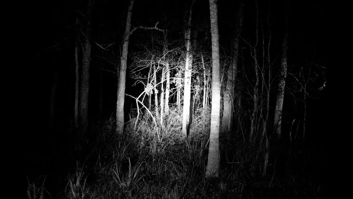 Avatar of The Dark Forest
