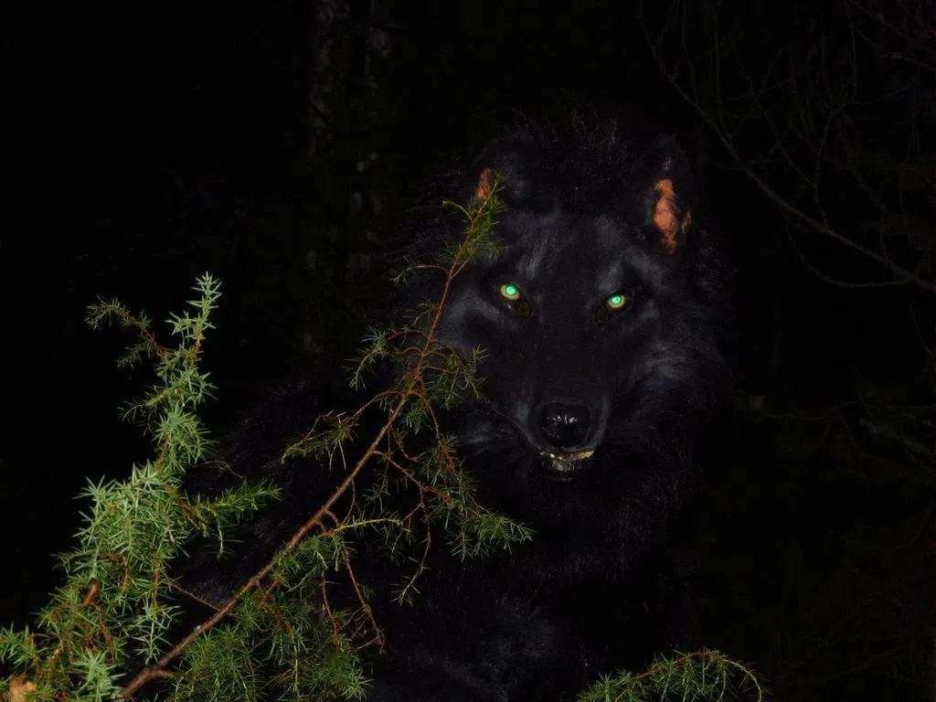 Avatar of Man in a wolf suit