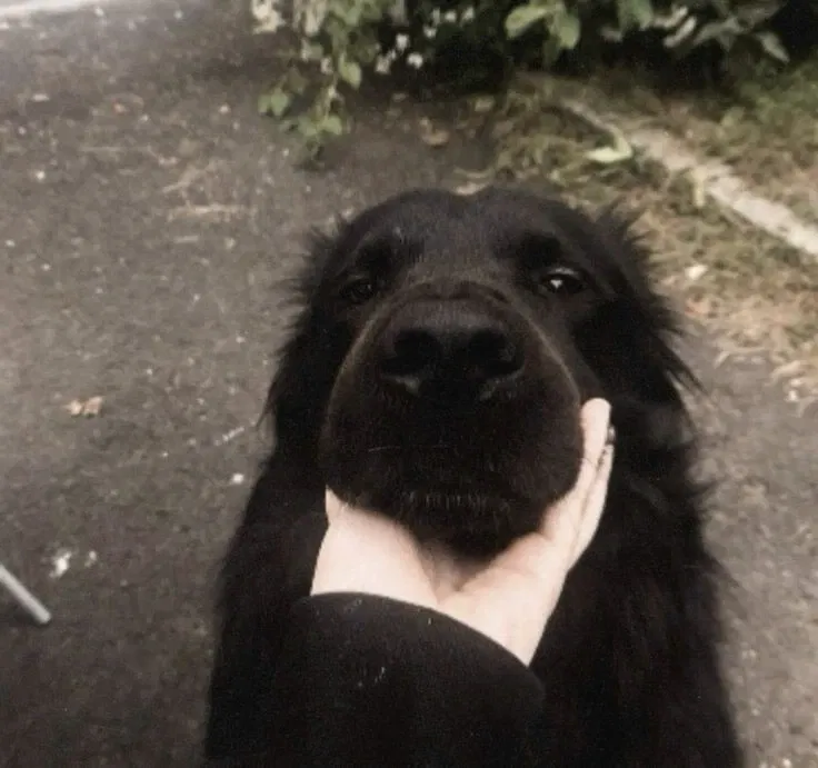 Avatar of Sirius Black