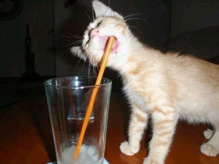 Avatar of Cat Drinking Sum Milk